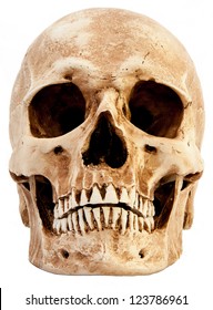 Front View Of Human Skull