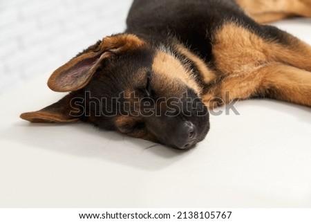 Front view of ill German Shephard sleeping in vet clinic. Dog, patient with big neb and ears lying on side, having rest on white table. Concept of animals helping and protecting.