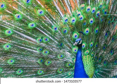 A front view of an indian blue peacock spreading his wings.