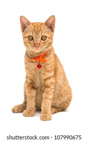 Front view of Kitten (American Short Hair), Animal portrait on white background