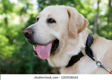 99 Canadian Golden Retriever Images, Stock Photos & Vectors | Shutterstock