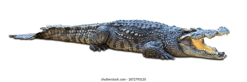 1,422 Crocodile side view Images, Stock Photos & Vectors | Shutterstock