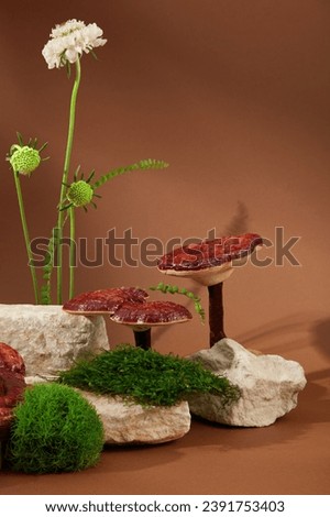 Front view of lingzhi mushrooms, green moss and fresh flower on rocks. Minimalist brown background. The triterpenes group of compounds in lingzhi mushrooms helps regulate intestinal bacteria.