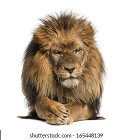 ライオン 正面 の画像 写真素材 ベクター画像 Shutterstock