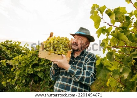 Front view looking at camera vineyard elder worker man winegrower smile tiredly happily hold box with harvest on shoulder. Agronomist farmer spent whole day working in open field in the scorching sun.