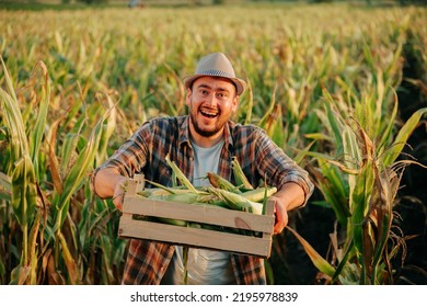 Front View Looking At Camera A Young Farmer Worker In The Field Show Us A Box With A Crop In His Hands And Laughs Merrily. A Joyful Man Cannot Hold Back Emotions. Corn Field Background. Copy Space.