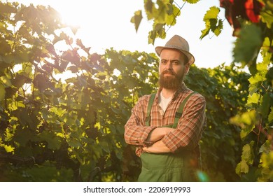 Front View Looking At Camera Young Man Winemaker Farmer Worker Stand Vineyard Arms Crossed On Chest Smile. Man Has Hat On Head, Happy Face, A Lot Of Greenery Around And A Blinding Sun. Copy Space.