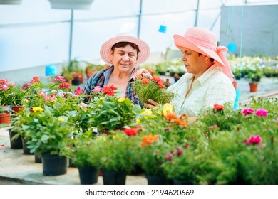 Front view looking at flowers in pots two women working in a flower greenhouse discussing their work. The flowers are of good quality and beautiful. Sales will be high and effective. Copy space. - Powered by Shutterstock