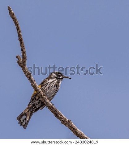 Similar – Image, Stock Photo Ready to feed