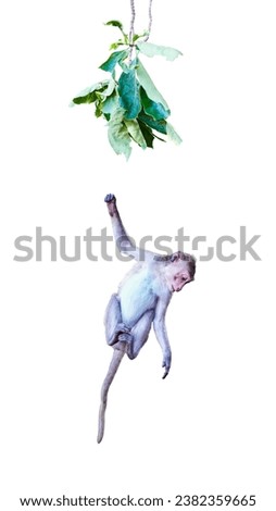 Front view of Macaca or baby monkey is Falling from the tree due to gravity. It's cute, funny, worry, climbing, helf me. Isolated on white background with clipping path and transparent