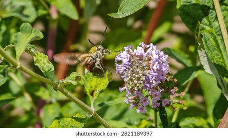 Front view macro of a hummingbird hawkmoth hovering near a lilac blossom. Beautiful summer backyard setting with vibrant green leaves and stems.