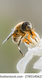 Front view macro photograph of a hoverfly feeding on white flower stamens covered with bright orange pollen grains against a soft blurred background