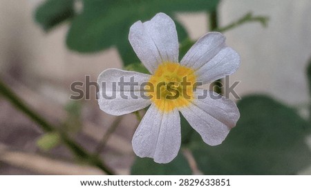 Front view macro shot of a single Oxalis barrelieri flower blooming perfectly, showcasing five pale pinkish-white petals with a vibrant yellow ring center.