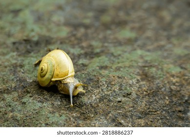 Front view macro shot of a small snail crawling forward on a rough stone surface.