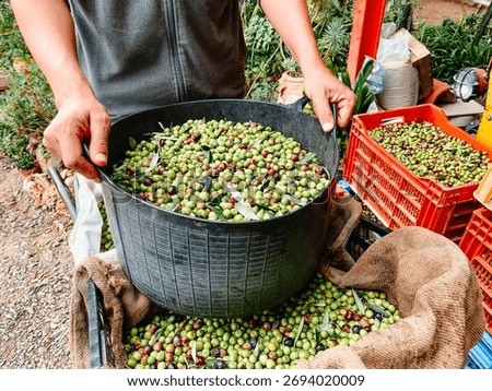 front view of a man holding a plastic basket brimming with arbequina olives over burlap sacks, red crates behind, home orchard harvest in Spain