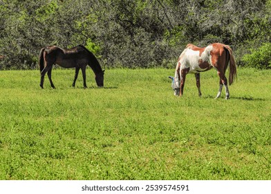 front view, medium distance of, an Irish Cobs and brown quarter horses, grazing in open field, under mid day sunlight - Powered by Shutterstock