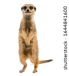 Front view of a Meerkat standing upright, Suricata suricatta, isolated on white