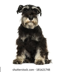 24,185 Dog schnauzer Images, Stock Photos & Vectors | Shutterstock