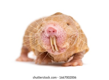Mole Rat Hd Stock Images Shutterstock Mole Rat Hd Stock Images Shutterstock