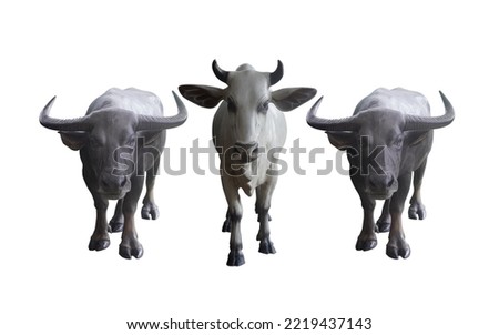 front view, one white cows, two black buffalo are standing and looking on white background, animal, object, decor, copy space
