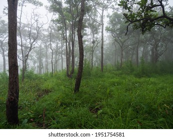 Front view Overlooking sparse forest Green fields and fog during rainy season every year look mysterious scary and mysterious, located on high mountains 