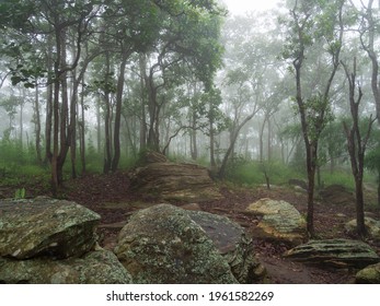 「疎林」の画像、写真素材、ベクター画像 | Shutterstock