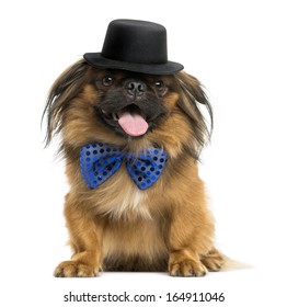 Front view of a Pekingese with a bow tie and top hat, panting, isolated on white