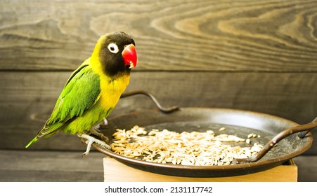 Front view photo, on a wooden background, a multi-colored exotic lovebird parrot sits on a bowl of food, holds grain in a red beak.  The concept of wildlife.  Close-up.  Background picture.