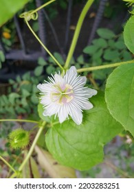 Front View Photo Of Passiflora Foetida L. Also Known As Wild Maracuja, Bush Passion Fruit, Wild Water Lemon, Stinking Passionflower, Running Pop, Love In A Mist, Wild Passionfruit.