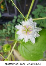 Front View Photo Of Passiflora Foetida L. Also Known As Wild Maracuja, Bush Passion Fruit, Wild Water Lemon, Stinking Passionflower, Running Pop, Love In A Mist, Wild Passionfruit.