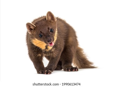 Front View Of A Pine Marten Panting, Isolated On White