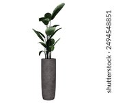 Front view of Plant (indoor ficus in a concrete pot) Tree