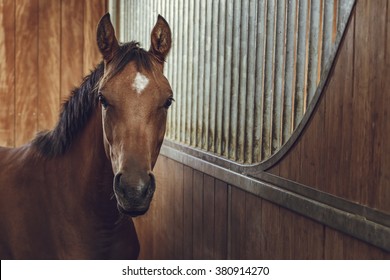 Front view portrait of an attentive curious chestnut young stallion in a stable.