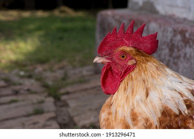 Front view portrait of brightly colored cockerel face. Colorful rooster with a beautiful head close-up.