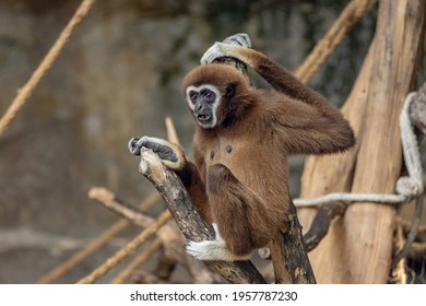 Front View Of Portrait Of Colobinae Monkey Climbing The Tree