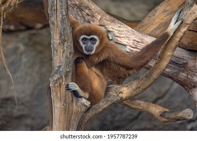 Front View Of Portrait Of Colobinae Monkey Climbing The Tree