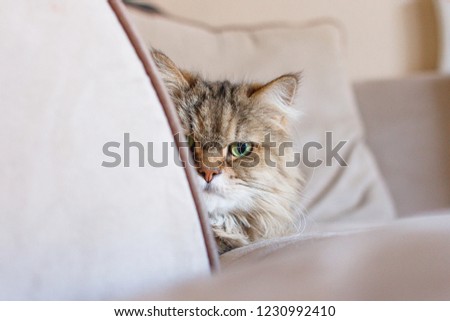 Front view portrait of a sneaky adult cat curiously peeking around the arm rest of a beige couch with pillow in soft focus in the background 
