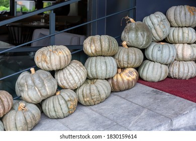 front view Pumpkin in a row 