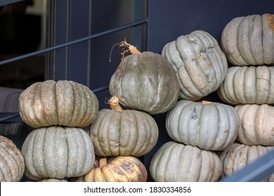 front view Pumpkin in a row 