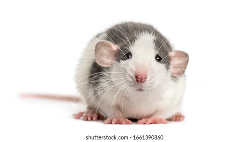 79,115 Rat Isolated Images, Stock Photos & Vectors | Shutterstock