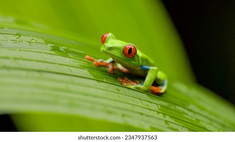 vista frontal de una rana de árbol de ojos rojos sobre una gran hoja en un jardín en sarapiqui de costa rica