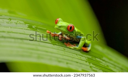 a front view of a red-eyed tree frog on a large leaf in a garden at sarapiqui of costa rica