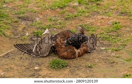 Front view of the ruff performing its mating ritual on the ground with both wings stretched out head down and ruffs up.