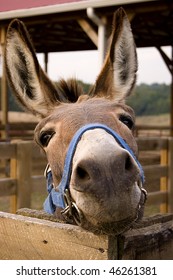 Front view of sad donkey with blue halter looking straight at you resting head on fence of corral.