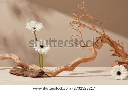 Front view scene of dried branches and white gerbera daisy flowers decorated on beige background. Minimal scene for design, product display