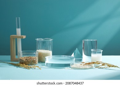 Front view of scientist working with chemical reaction in chemistry laboratory wheat and rice in transparent test tube and blue blackground with blank space for advertising 