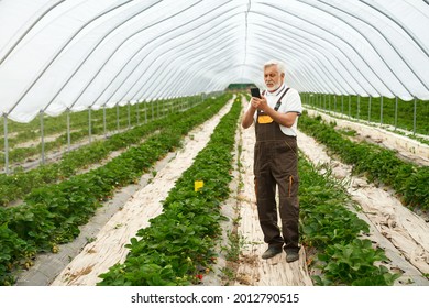 Front view of senior man in brown uniform and white t-shirt holding selection information in phone about berries in greenhouse with bushes strawberries. Concept of care for plants.
