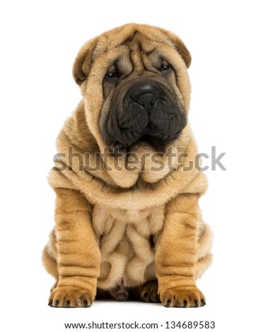 Front view Shar pei puppy sitting (11 weeks old) isolated on white
