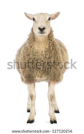 Front view of a Sheep looking at camera against white background