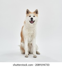 Front View Of Shiba Inu Dog With Open Mouth Sitting And Looking At Camera. Beautiful Furry Orange And White Dog. Human Friend. Pet Animal. Isolated On White Background. Studio Shoot. Copy Space